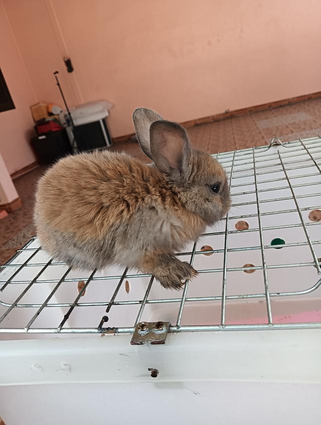 ลูกกระต่ายทุกสายพันธุ์ รูปที่ 4