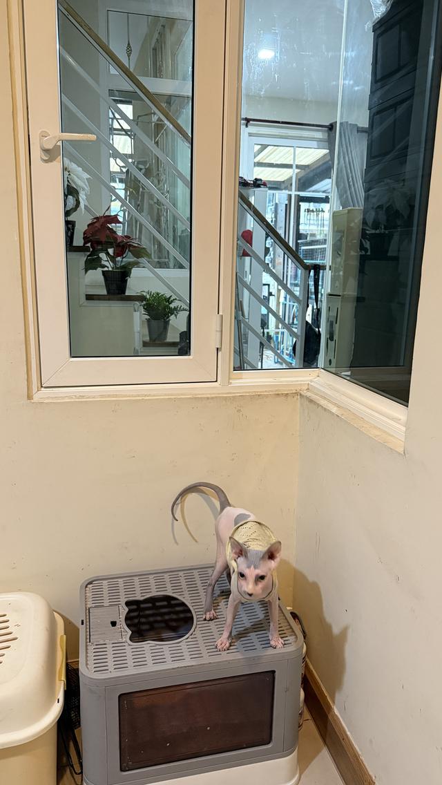 แมวสฟิ้งซ์ อายุ1ปี ยังไม่ทำหมัน