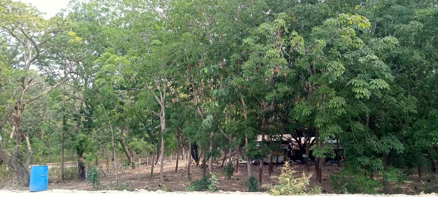 ขายที่ดินติดถนนนิคมสาย9 ระยอง เนื้อที่ 31-2-52.3 ไร่ ใกล้แยกมาบข่า-แยกนิคมพัฒนา ปัจจุบันเป็นสวนยาง 2.5 ล้าน/ไร่ 4