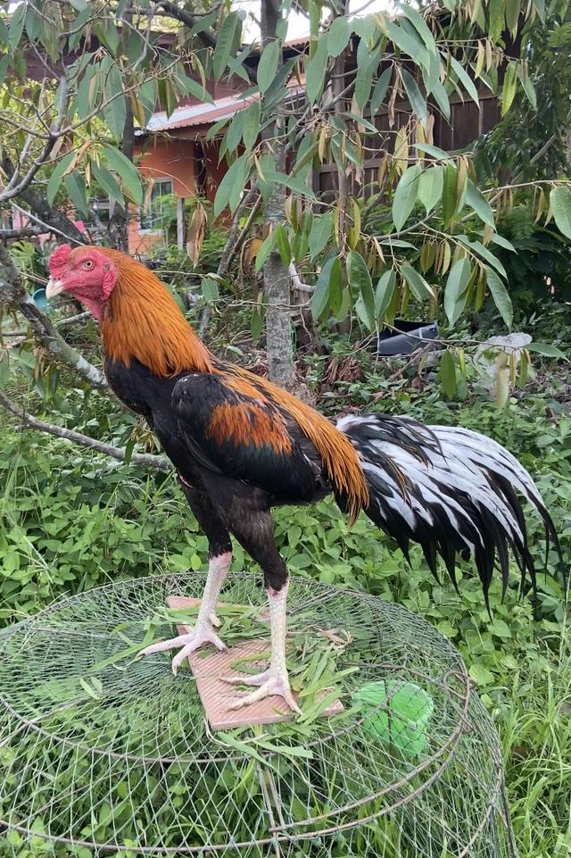 ไก่เหลืองหางขาว ไก่สวยงาม