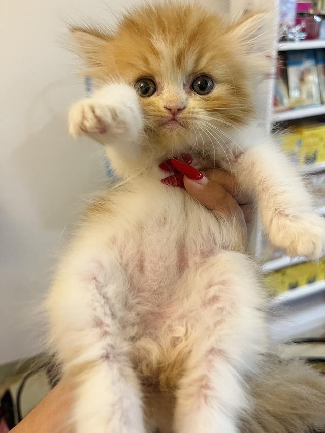 แมว เปอร์เซียแท้ ร้อยเปอร์เซ็นต์ 9