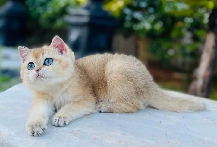 British Shorthair 1