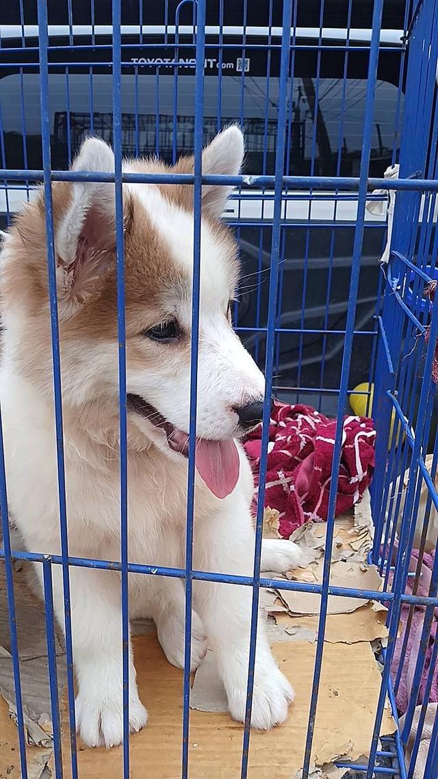 ลูกสุนัขบางแก้วอายุ2-3เดือน รูปที่ 2