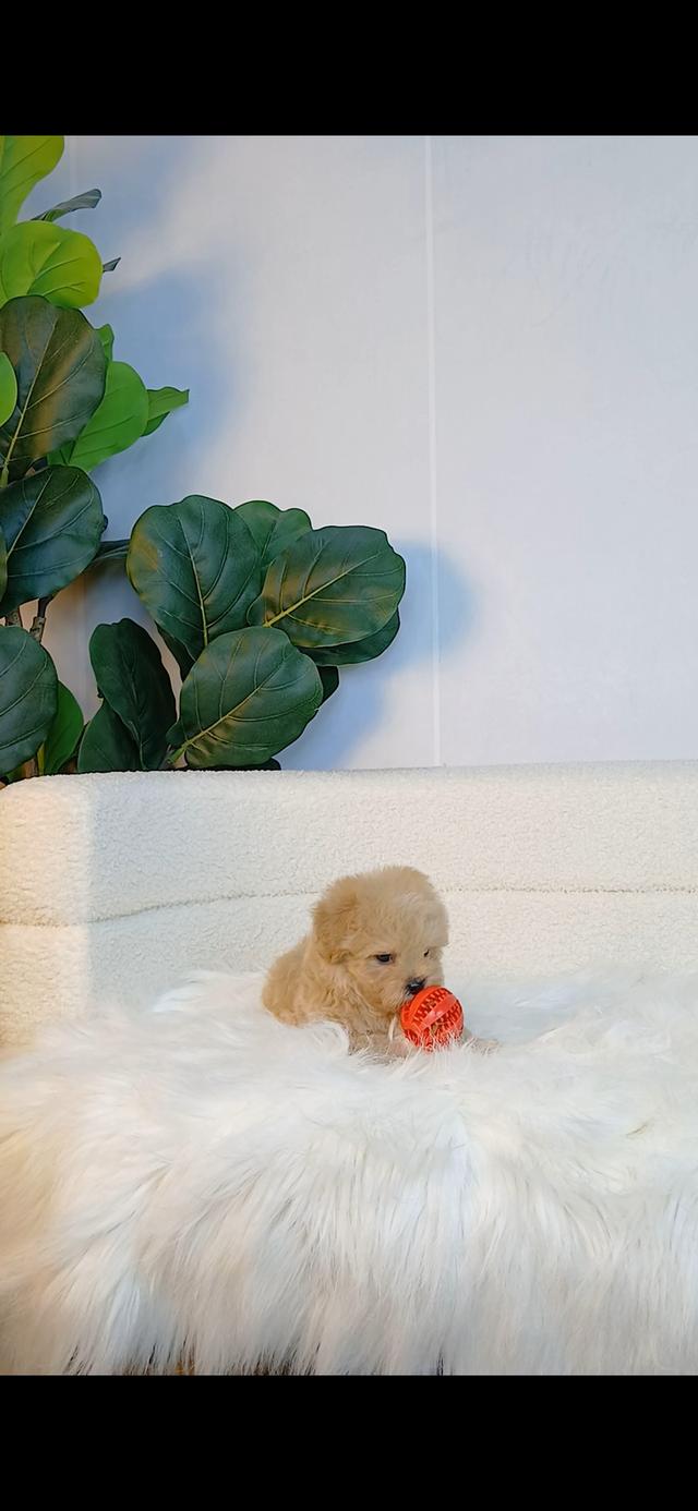 maltipoo มอลติพู เพศผู้ สีน้ำตาลขาว พร้อมวัคซีน5โรคเข็มแรก ถ่ายพยาธิ ใบรับรองจากสัตว์แพทย์ รับประกันสุขภาพ ส่งได้ทั่วไทย รูปที่ 5