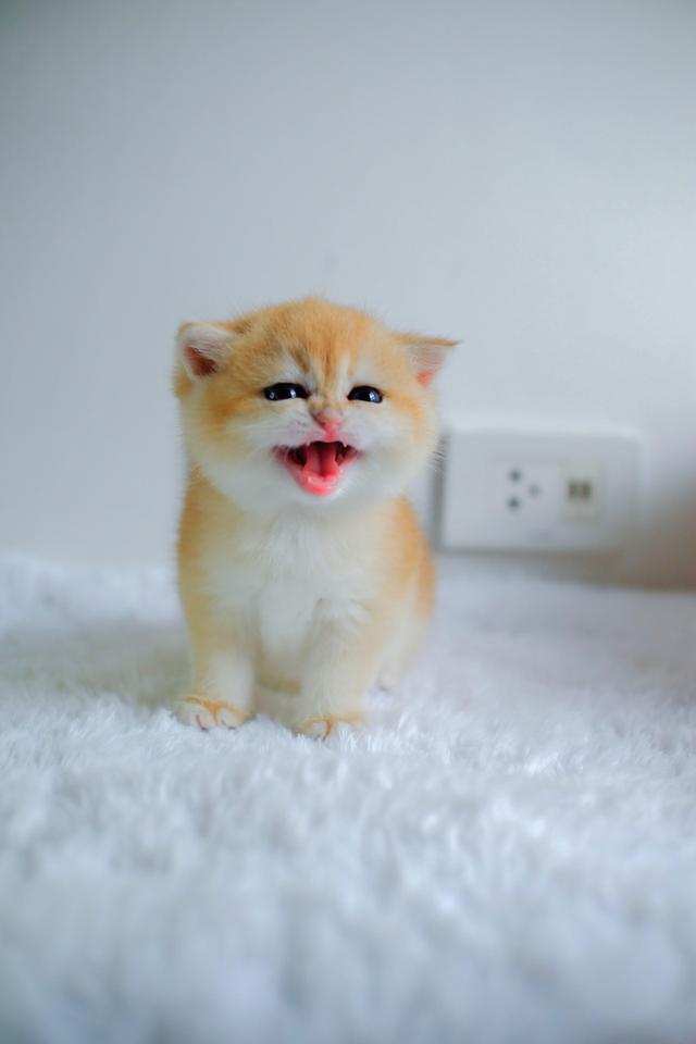 บริติช ช็อตแฮร์ (British Shorthair) (NV12) (เพศผู้)