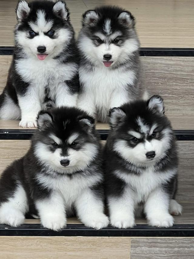 Siberian Husky Thailand | Woolly Coat | Blue Eyes | Healthy Puppies รูปย่อยที่ 2