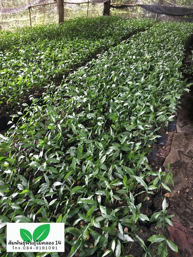 ผักหวานป่า ต้นผักหวานป่า 4