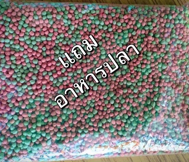 ปลาหางนกยูง เกรดA 2