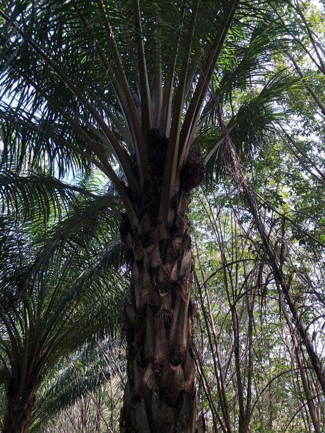 🔥 ขายสวนปาล์มน้ำมัน ทำเลดี พร้อมทำเงินทันที 🔥 7
