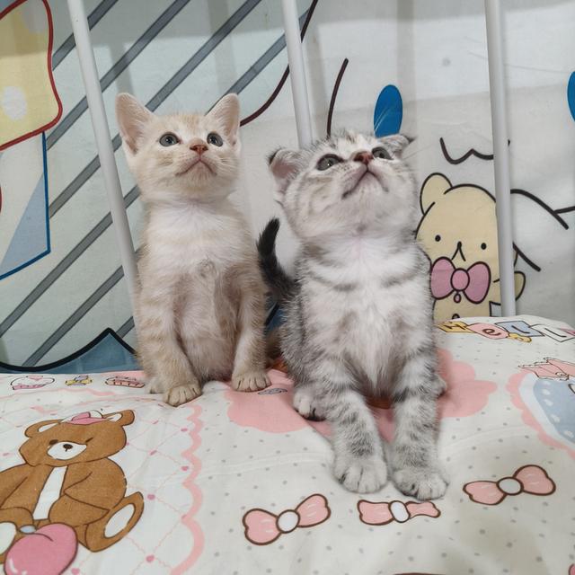 สก้อตติชอเมริกันช๊อตแฮร์ รูปที่ 9