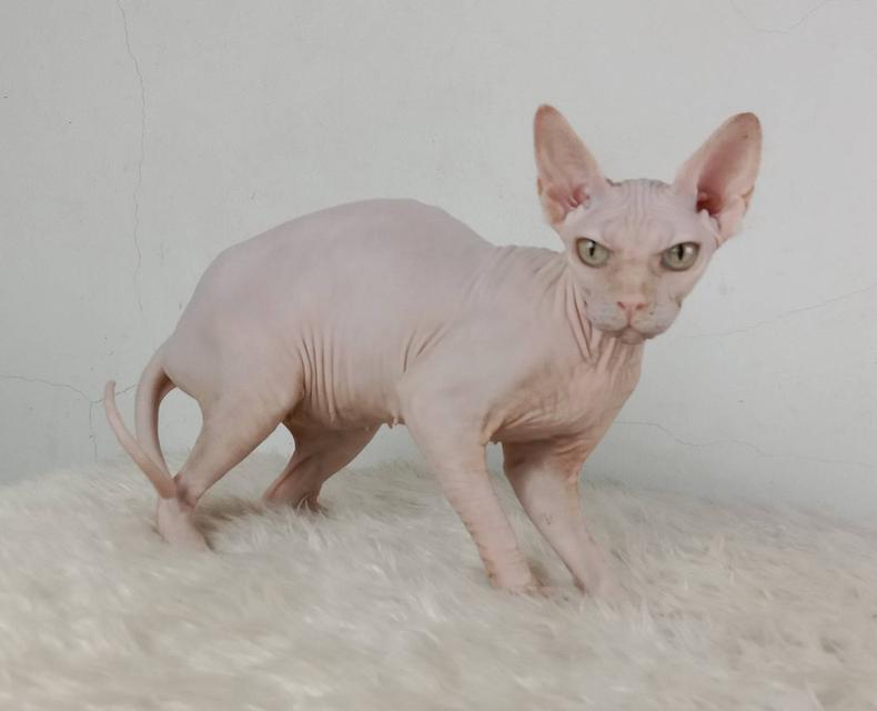 24.แมวสฟิงซ์/เพศเมีย หาบ้าน Sphynx Cat/Female looking for a new home 7