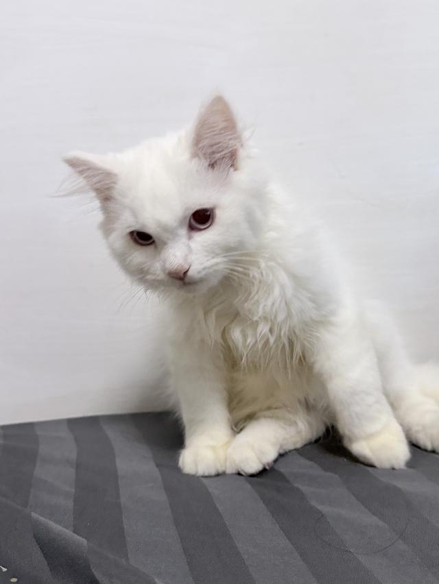 maine coon mixed cats 6