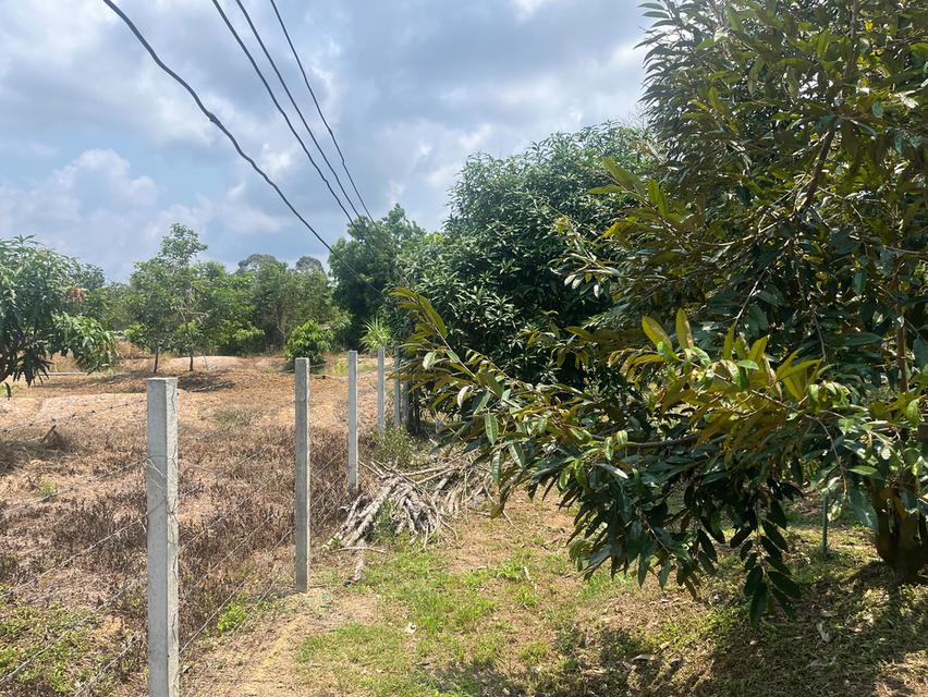 ขายที่ดินสวนทุเรียน อ.แกลง ระยอง ขนาด 1 ไร่ 2 งาน 40 ตร.ว. ต้นทุเรียน 9 ปี ประมาณ  50 ต้น 12