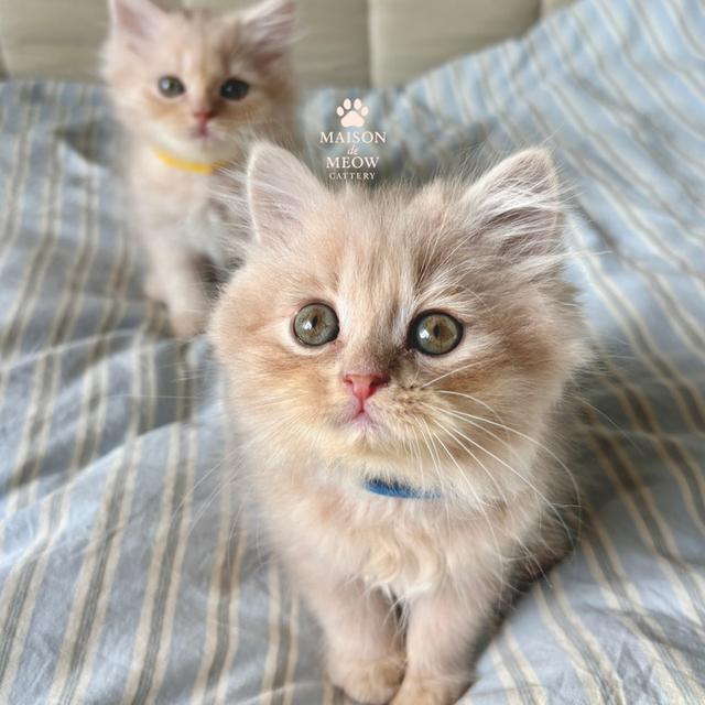 ❌🏠 ได้บ้านแล้ว เปอร์เซีย ดช สีครีมล้วน