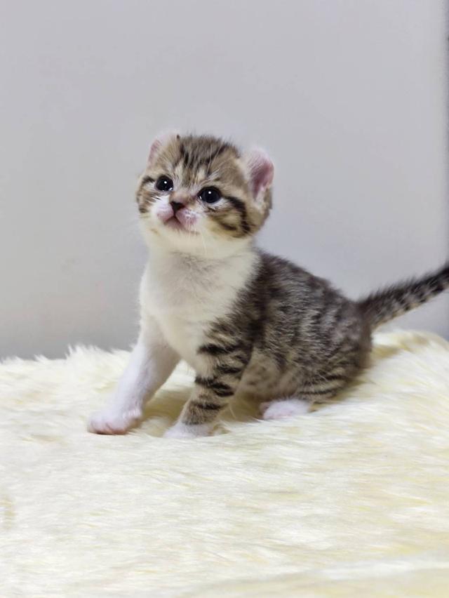 แมว อเมริกันเคิล น้องแมวหูบิน 10