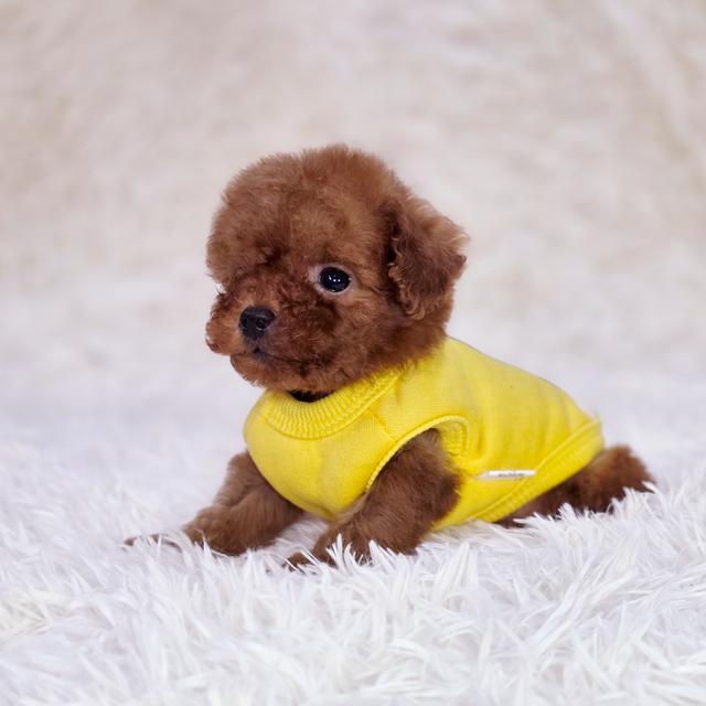 พุดเดิ้ลทอยสายพันธุ์แท้