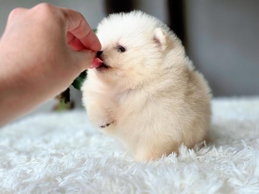 แองเจิ้ลปอมเมอเรเนียนแท้ทีคัพเพศเมีย รูปที่ 5