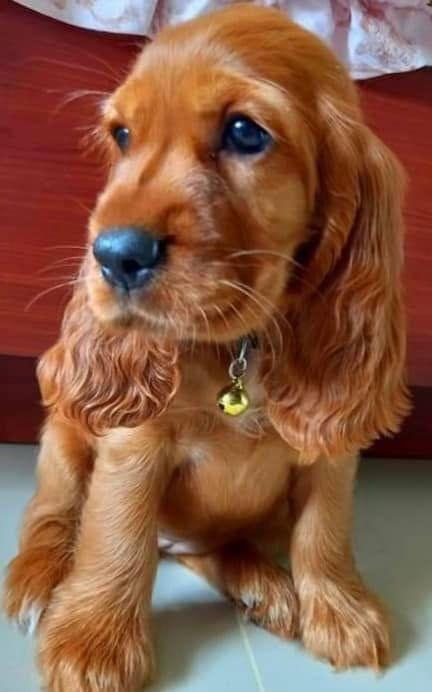 Cocker Spaniel Puppies