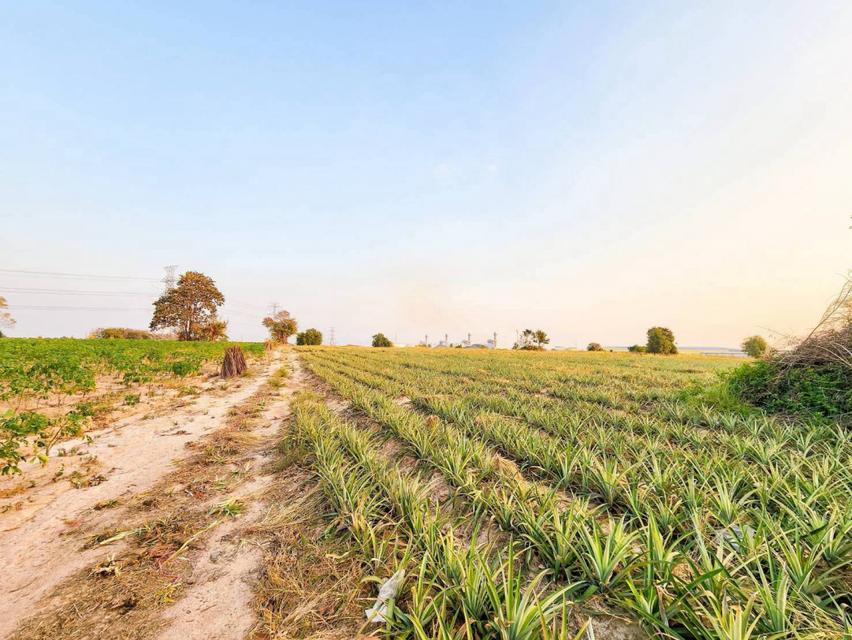 ขายที่ดินอุตสาหกรรมศักยภาพสูง | ปลวกแดง – ระยอง เนื้อที่รวม 53-3-63.9 ไร่ 4