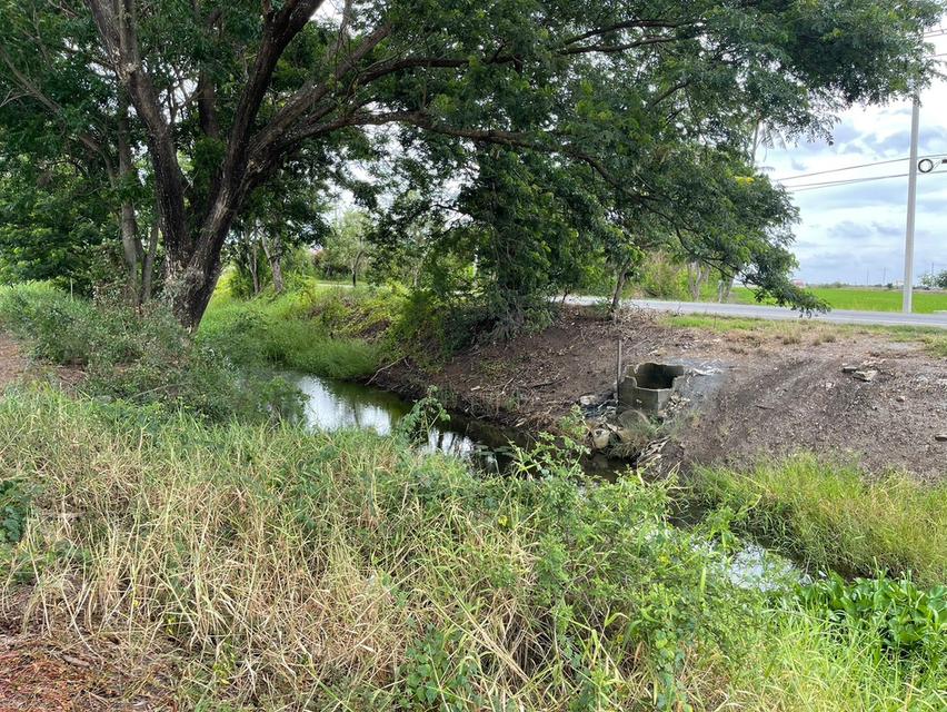 ที่นาแบ่งขาย อยู่ที่ ต.วังน้ำเย็น อ.บางปลาม้า จ.สุพรรณบุรี จำนวน 4 แปลง มีทั้งหมด 29 ไร่ 2 งาน แบ่งขาย แปลงละ 7 ไร่ 1 งาน 59 ตรว. ขายไร่ละ 230,000 บ. 12