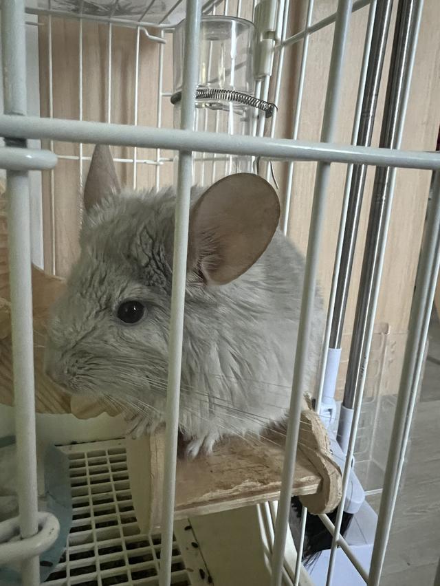 ชินชิล่า blue diamond มีใบ หาบ้านค่ะ 2