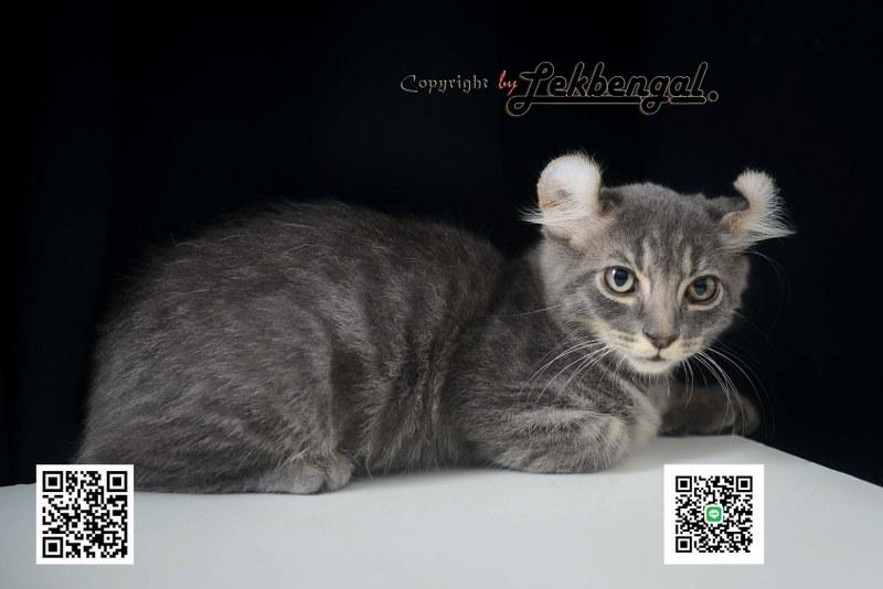 ขายลูกแมวอเมริกันเคิร์ล สีบลู หางบ็อบเทล (bobtail)