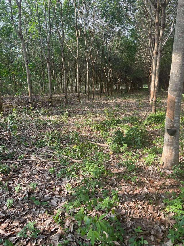 ขายที่ดินสวนยาง 5 ไร่ ตำบลชุมแสง อำเภอวังจันทร์ จังหวัดระยอง 3