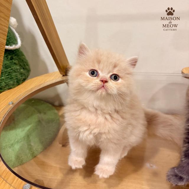 เปอร์เซียแท้เพศผู้ สีครีมสีบลู รูปที่ 3