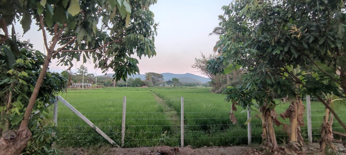  ที่ดินสวนลำไย 1-1-25 ไร่ วิวภูเขา ติดถนนคอนกรีต 2 ด้าน 9
