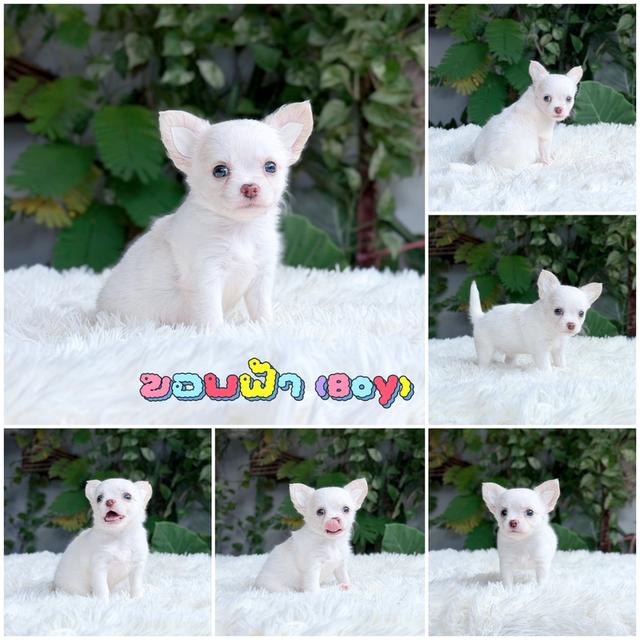 Chihuahuaขนยาวพันธุ์แท้ รูปที่ 6