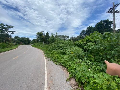 ขายที่ดิน 3-1-59 ไร่ เชียงราย – ทำเลดี ติดถนนลาดยาง เหมาะสร้างบ้าน & เกษตรกรรม 3