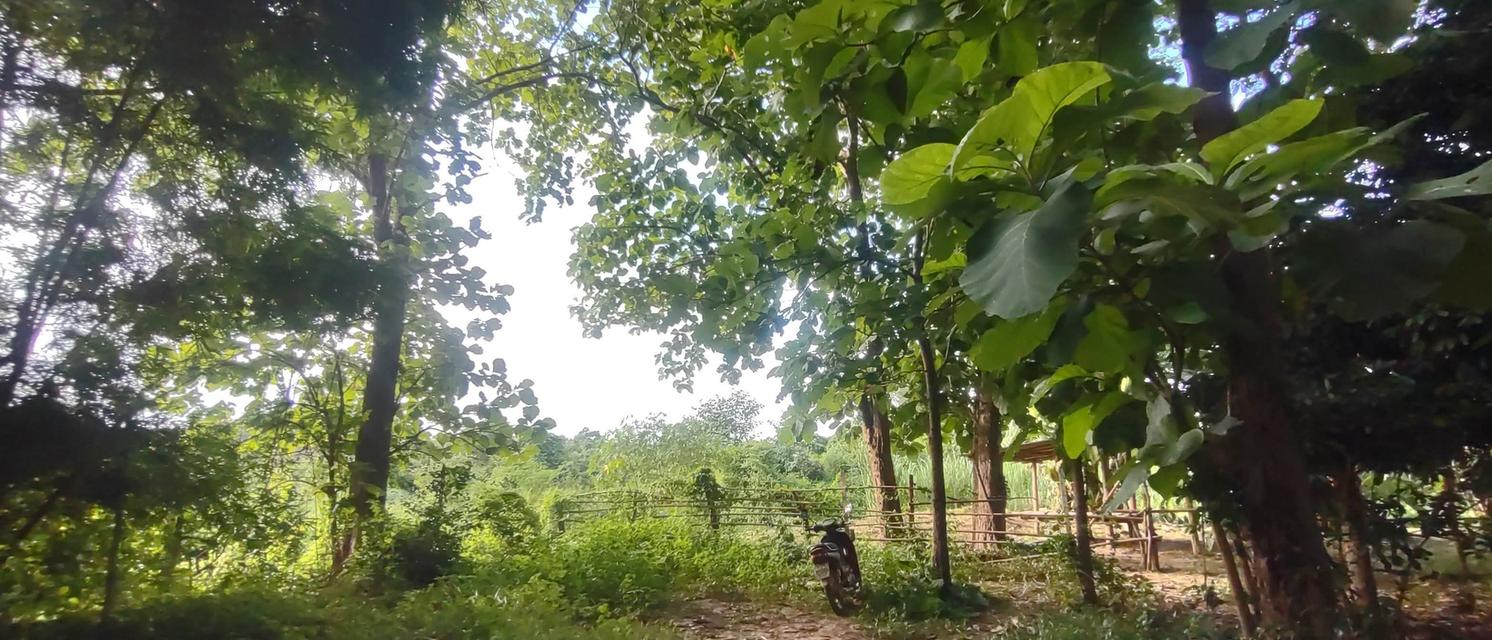 ที่สวน1ไร่2งาน73ตรว 320,000 ที่สวยมากเป็นสวนมีต้นสักใหญ่มากๆหลายต้น มีต้นลำไยสิบกว่าต้น กำลังให้ผลผลิตเยอะมาก มีต้นไผ่ มีต้นก้ามปู มีต้นงิ้ว ท 9