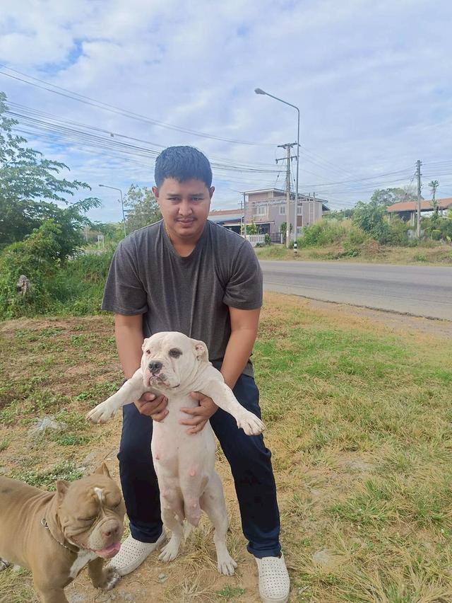สุนัข สายพันธุ์สุนัข พันธุ์อเมริกันบูลลี่ p'tiger ขอนแก่น 3,500-5,500รวมส่ง