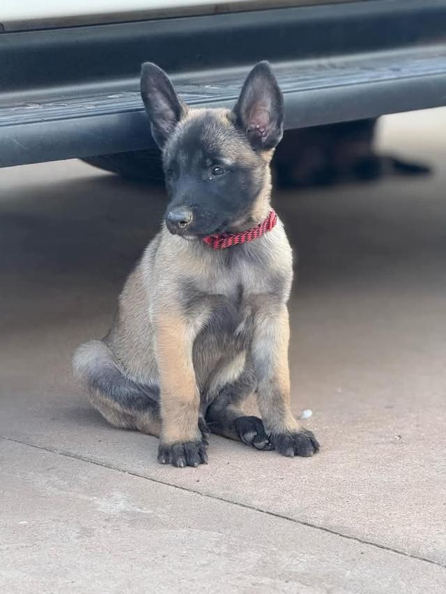 ขายลูกสุนัข Belgian Malinois วัย 60 วัน 4