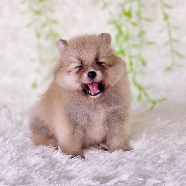ปอมเมอเรเนียน น้องโนเบลเพศเมีย