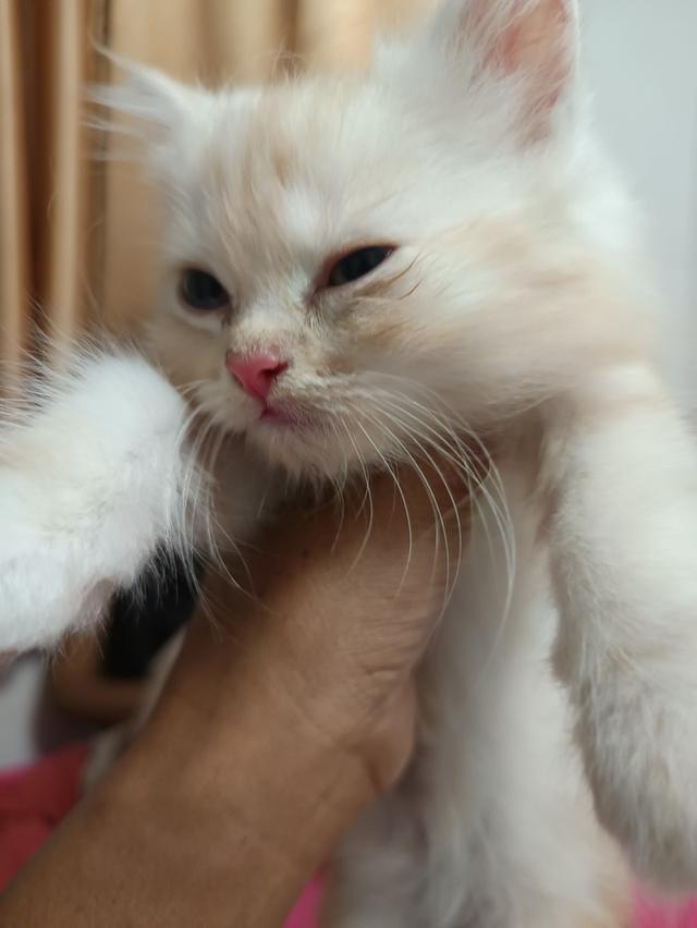 ลูกแมว พันธุ์เปอร์เซีย