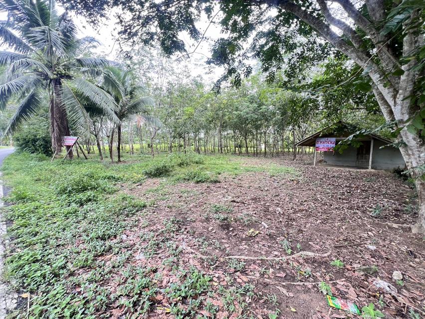 ขายที่ดิน จังหวัดนครศรีธรรมราช 3