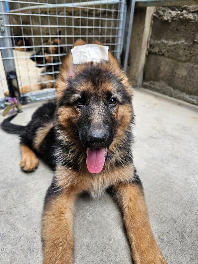 ลูกสุนัขสุนัขเยอรมันเชพเพิร์ด รูปที่ 1