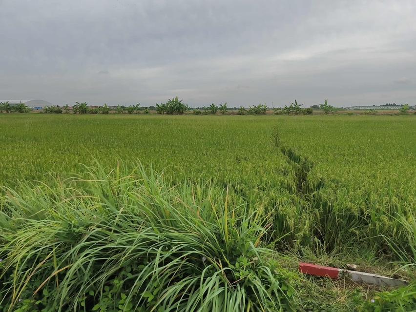 “ขายที่ดินเปล่า 4 ไร่ ต.บึงคำพร้อย อ.ลำลูกกา / ปทุมธานี – วิวทุ่งโล่ง ใกล้ชานเมืองกรุงเทพฯ ราคาเพียง 5 ล้านบาท” 2