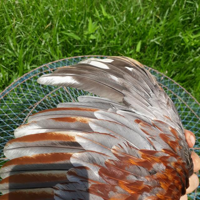 ไก่ชนพม่าสายตี