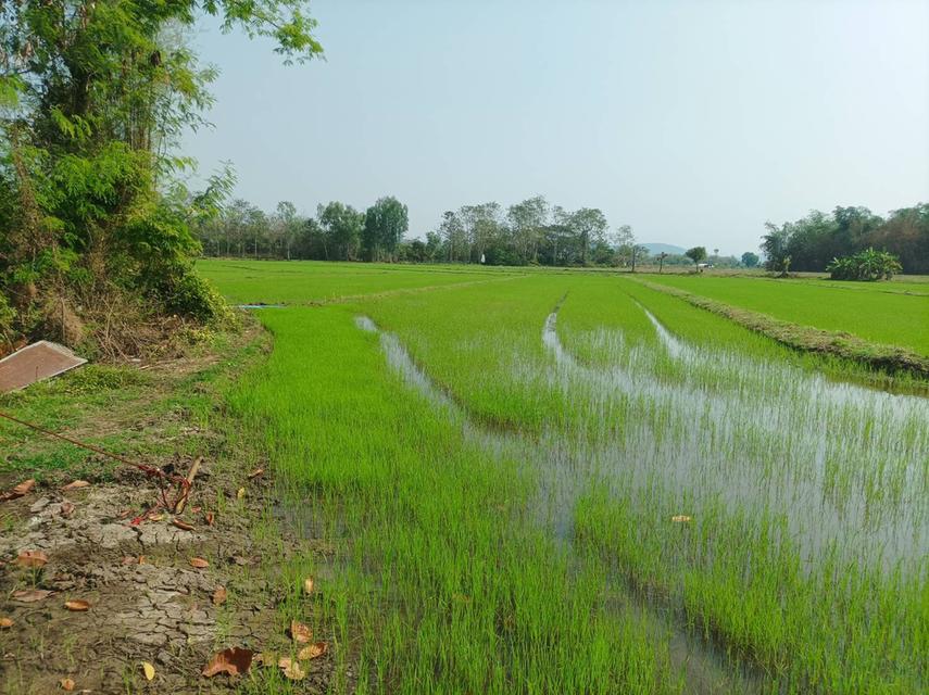 ขายที่ดิน 16ไร่1งาน ต.สง่าบ้าน อ.ดอยสะเก็ด จ.เชียงใหม่ 6