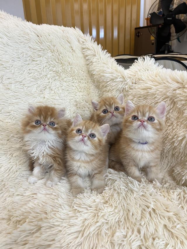 แมวสีส้ม เพศเมียสวยมากแท้ รูปที่ 8