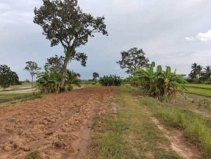 ที่ดิน ติดถนน 4 เลน จ.บุรีรัมย์ 6