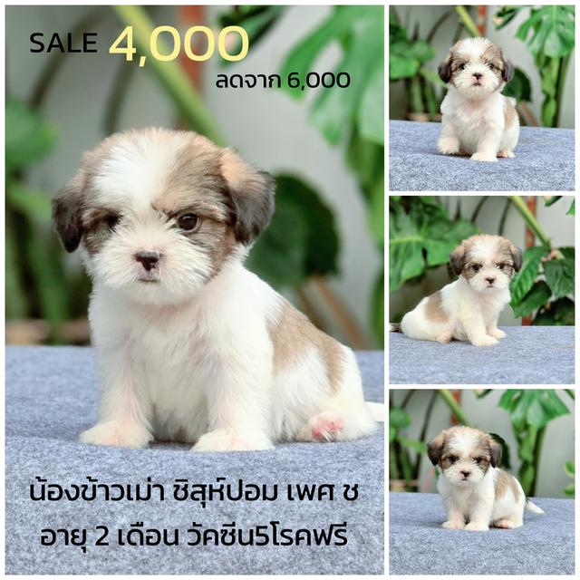 ชิสุห์ผสมปอม