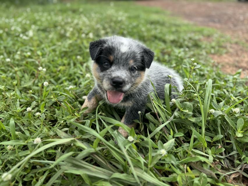 Australian Cattledog รูปที่ 6