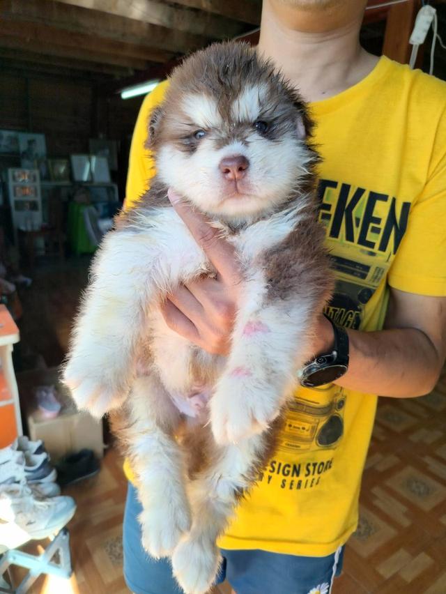 ลูกสุนัขสวยขนฟู ตัวผู้ โครงสรา้งใหญ่