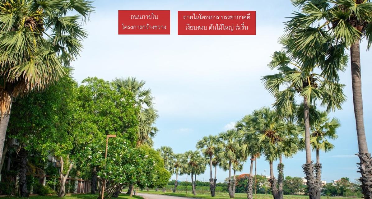ขายที่ดิน บ้านไม้ล้อมเรือน/พร้อมพันธุ์ ปาร์ค (215 ตรว.) แปลงมุมสุดท้าย วิวสวยที่สุดในโครงการ 17