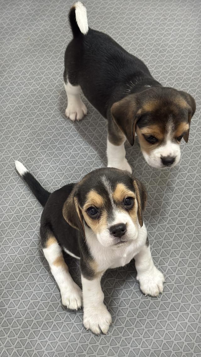 บีเกิ้ล (Beagle) Female ด.ญ 💯🏡 11