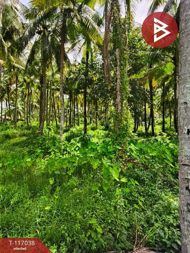 สวนมะพร้าว  บางสระเก้า  จันทบุรี 5