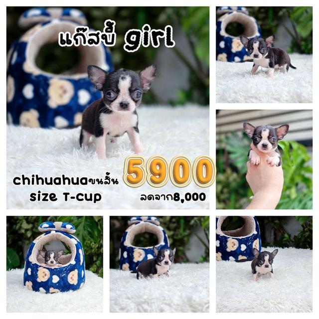 ชิวาวาแท้ ทีคัพ เพศเมีย พร้อมย้ายบ้าน